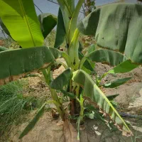 پاجوش موز|خدمات باغبانی و درختکاری|سراوان, |دیوار