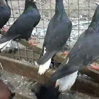 زاغدمسفید وسرخ وسروردومسفید|پرنده|ساری, |دیوار