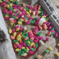 جوجه رنگی عمده ۱۷۰۰۰ خرده ۲۰هزارتومان