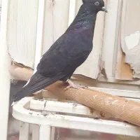 سیاه دمسفید ماده رامهرمز|پرنده|اهواز, بعثت|دیوار