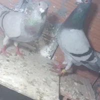 کبوتر مسافتی