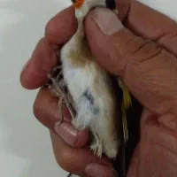 سهره بیابانی یک ماه قفس گلبسر۲ماه قفس|پرنده|قرچک, شهرک طلائیه|دیوار