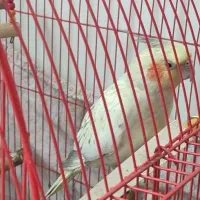 گمشده عروس هلندی|پرنده|بروجرد, |دیوار