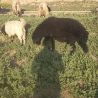 بره نرچاق