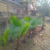 پالم، یوکا، یاس هلندی|گل و گیاه طبیعی|رحیم‌آباد, |دیوار