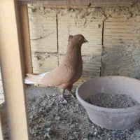 سه تا کفتر درجه یک|پرنده|شیراز, تندگویان|دیوار