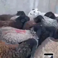 فروش تک و تعداد|حیوانات مزرعه|تهران, مختاری|دیوار