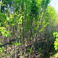 نهال و درختچه ودرختان تنه دار بزرگ داخل سطل اماده