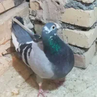 کفتر گرفتنی|پرنده|بجنورد, |دیوار