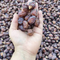 فروش ریزه خاصویی باکیفیت و خوش‌طعم