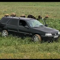 فروش پژو استیشن 84