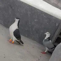 کفتر|پرنده|شیروان (خراسان), |دیوار