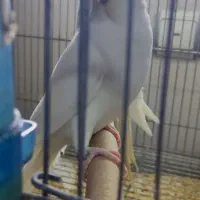 جفت مولد البینو و ماده تک|پرنده|تهران, تهرانسر غربی|دیوار