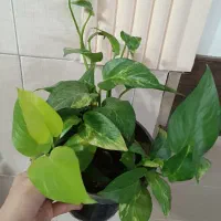گل حراج خونه آپارتمان