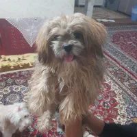 سگ شیتزو سوپرفلت|سگ|اردبیل, |دیوار