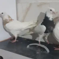 *طوقی دمسفید سار آبی*