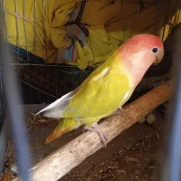 طوطی برزیلی قناری ماده طوطی برزیلی عروس هلندی|پرنده|سمیرم, |دیوار