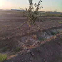 زمین کشاورزی به متراژ۱۲۶۰مترباپروانه کشاورزی|فروش زمین و ملک کلنگی|عجب شیر, |دیوار