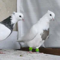 جفت طوقی ماده|پرنده|تاکستان, |دیوار