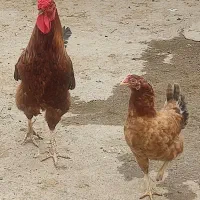 مرغ و خروس محلی با تشنو و جوجه همگی درشت