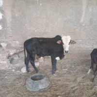 گوساله نره|حیوانات مزرعه|زابل, |دیوار