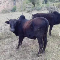 فروش 3عدد گوساله نر