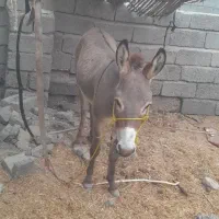 الاغ‌نر|حیوانات مزرعه|میناب, |دیوار