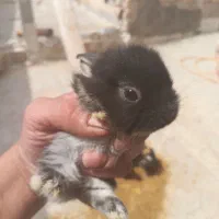 پرورش و فروش انواع نژاد بچه خرگوش هر رنگی
