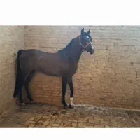 فروش نریون عرب یکی سر کره میراژ