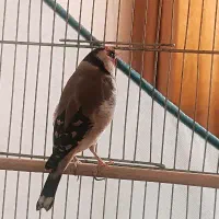 سهره نر جوجه قفس عروسک 3 ساله درجه 1