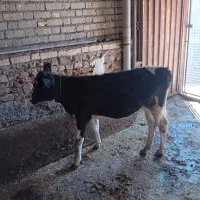 گاو با گوساله