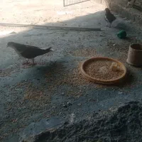 20تا کبوترشهری خوشرنگ|پرنده|برازجان, |دیوار