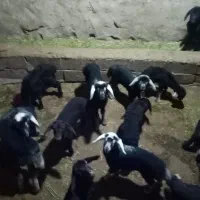 گوسفند
