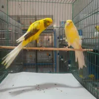 تعدادی قناری بلند رسمی پلاک دار حدود ۲۲جفت