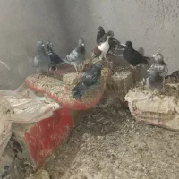 کبوتر فروشی