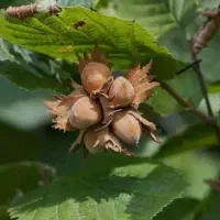 فندق بارتلرنهالستان هاوین نهال