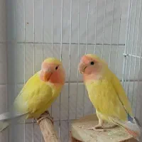 طوطی برزیلی|پرنده|قم, قلعه عموحسین|دیوار