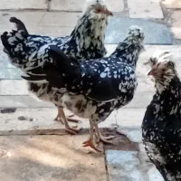 مرغ و خروس گلین ریشوچهل تاج|حیوانات مزرعه|ارژن, |دیوار