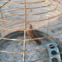 جوجه سهر قناری نر|پرنده|مبارکه, |دیوار