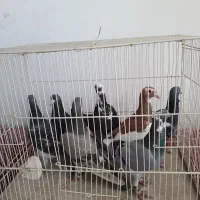 ۸تا کفتر المانی