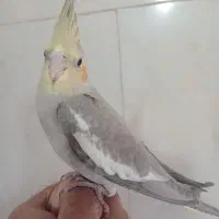 جوجه عروس هلندی