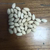 خریدار پسته پوک و روابی (روابی پوست دار وگو)نخودی