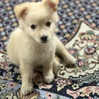 توله سگ اشپیتز