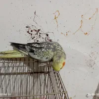 عروس هلندی