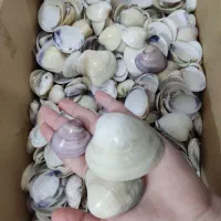 صدف طبیعی|صنایع دستی و سایر لوازم تزئینی|خرمشهر, |دیوار