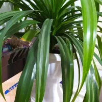 گل زینتی|گل و گیاه طبیعی|ارومیه, |دیوار