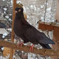 صرب|پرنده|ریز, |دیوار