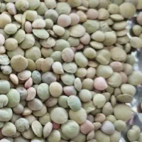 عدس کالپوش بوجار شده
