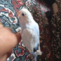 مرغ عشق دسی|پرنده|داراب, |دیوار