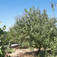 فروش باغ|فروش خانه و ویلا|ماهان, |دیوار